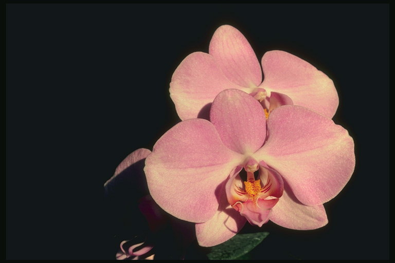 Orquídia rosa al voltant de les vores dels pètals.