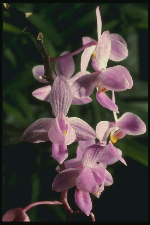 Fialová orchidej lístků se vlnit