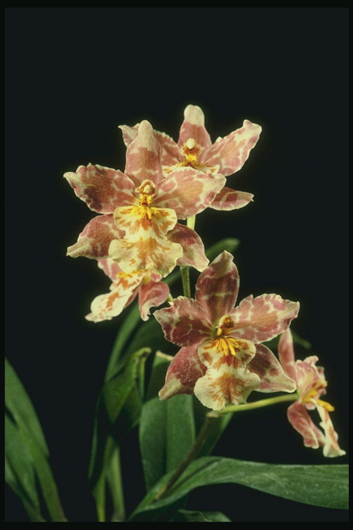 Spotted orchidées de couleur café au lait.