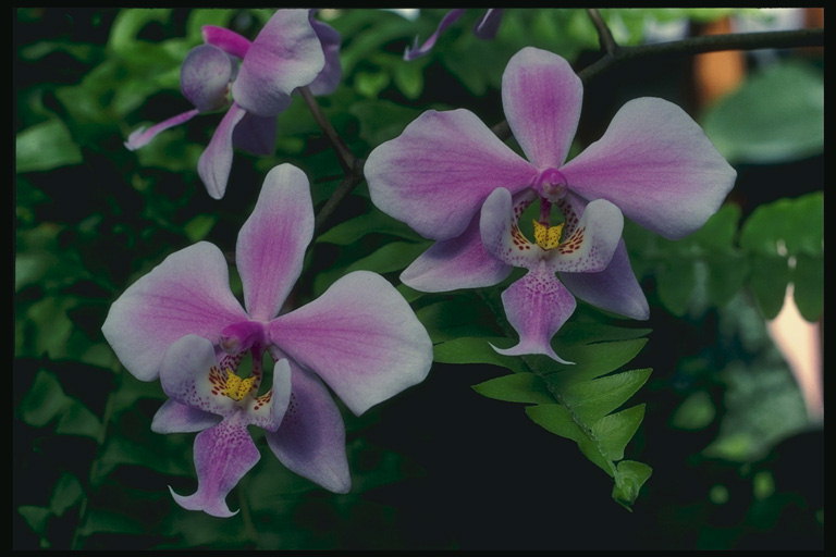 Orchidea con foglie di felce