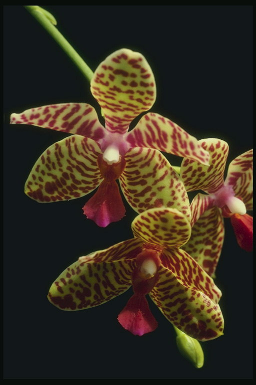 Тигер орхидеје.