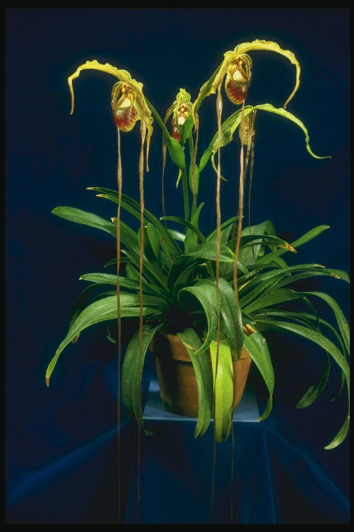 Orchid med kronbladens i form av trådar