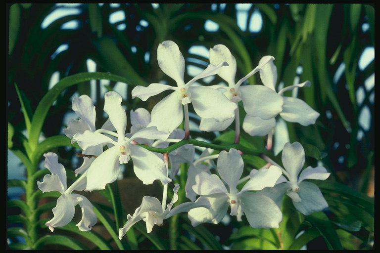 En filial af hvide orkidéer på lange ben.