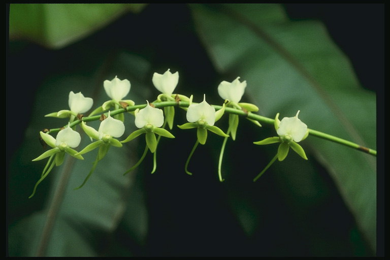 Pobočky malých bielych orchideí.