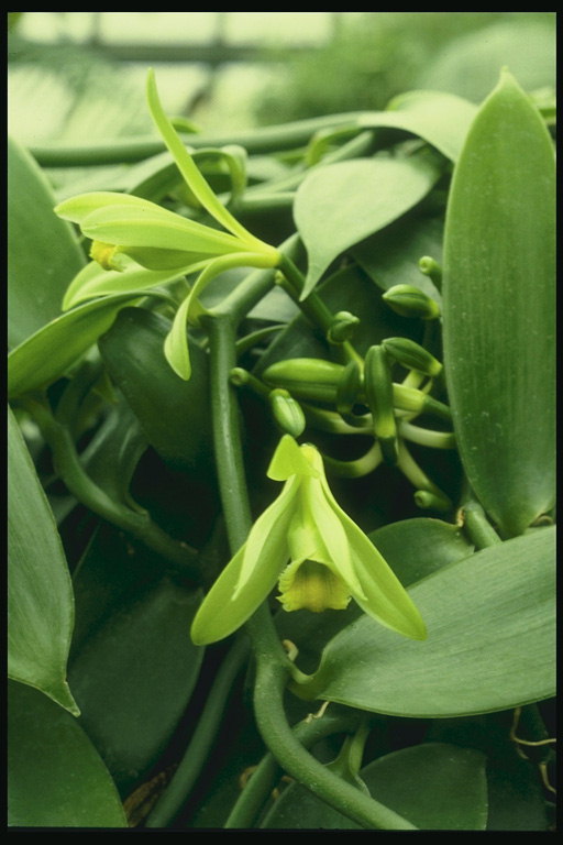 Tender culoare verde orhidee.