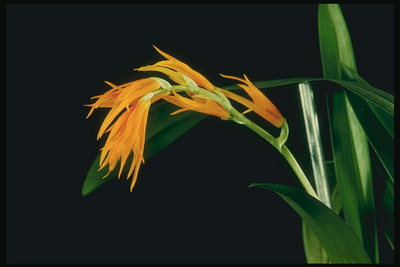 Орхидеје. Боје у облику Четка