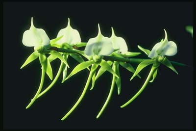 De tak van de witte orchidee