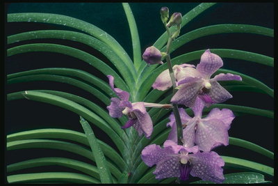 Orquídea manchada con una rama de palma
