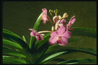 Orquídeas con flores de pétalos ronda.