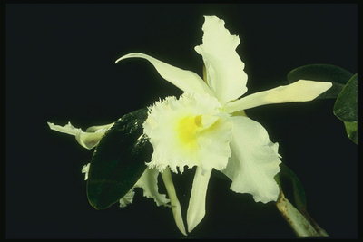 Biela Orchidej