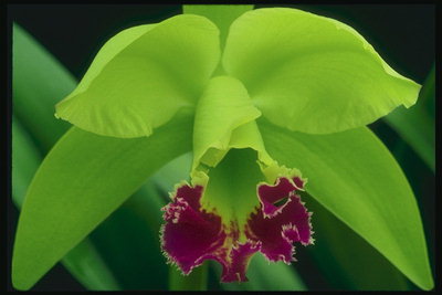 Orchid sitron.