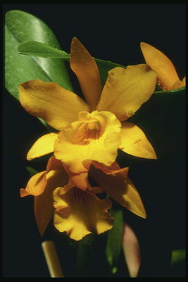 Оранжево-желтая орхидея на черном фоне и листок со стальным блеском.