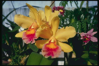 Home invernadoiro. Orquídea amarela, vermella con pétalas.