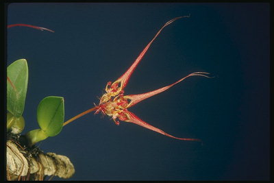 Sorte Orchideen mit einem Nite-wie Blütenblätter.