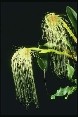 Orchid med en tråd-lignende kronbladenes.