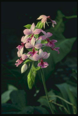 Клонът на орхидеите розов цвят цветя с три венчелистчета.