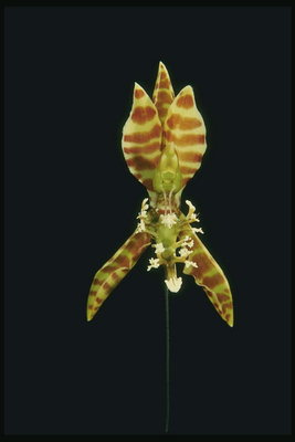 Tiger orkidea on mustalla pohjalla.