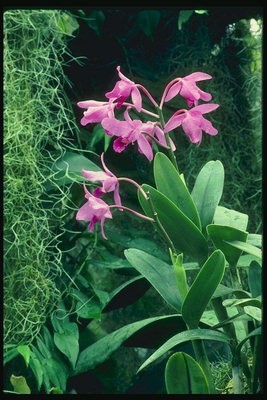 Samenstelling van de struiken met dunne takken en orchideeën
