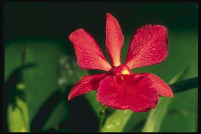 Vörös orchidea. A drót szirmok.