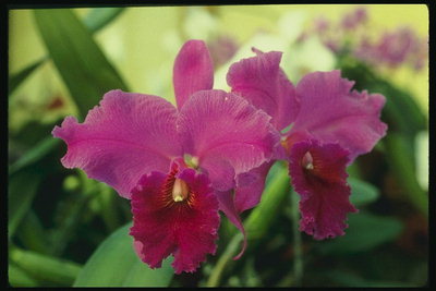 Orchid vaaleanpunainen, jossa on punaisia terälehdet.