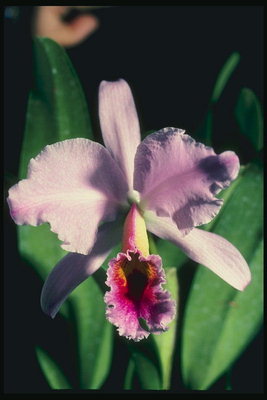 Den lyserøde orkidé, der ligner iris.