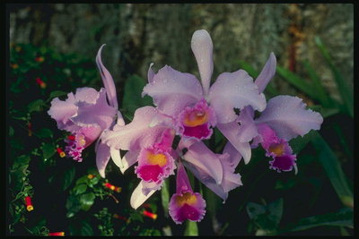De tak van lila orchideeën.