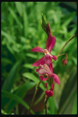 La filiale di orchidee in gemma su un lungo e sottile peduncolo.