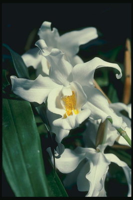 White orkide.