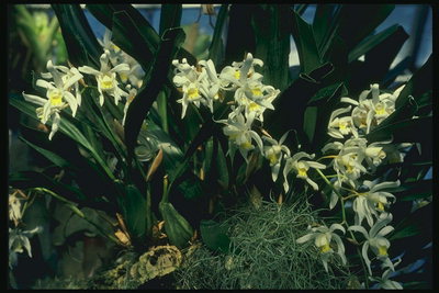 Sammansättning med vita orkidéer och fjäderlätt örter.