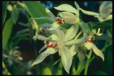 Transparentné orchid so striebornými pruhmi