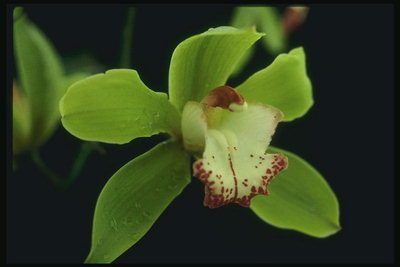 Orchid λεμονιού χρώματα, με τις άκρες των πετάλων εκπαιδεύσει.