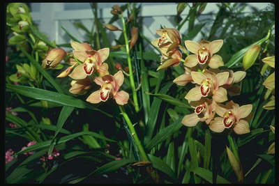 Rosa pálido orquídeas en breve con longas pernas delgada follas.