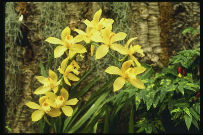 Orchidée jaune clair, dans un contexte de bois