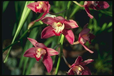 Orchid merah gelap.