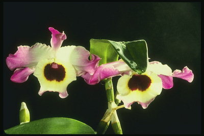 Një varg orchids.
