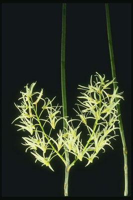 Orchid kulur isfar ċar fil-bush
