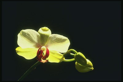 La sucursal de una orquídea amarilla con una yema en un fondo negro