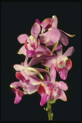 Орхідея рожевого відтінку.