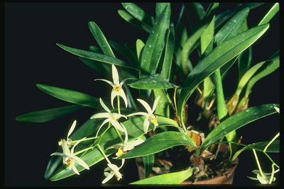 Pot av orkidéer.