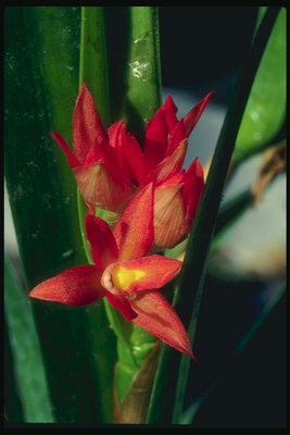 Огненно-красные орхидеи.