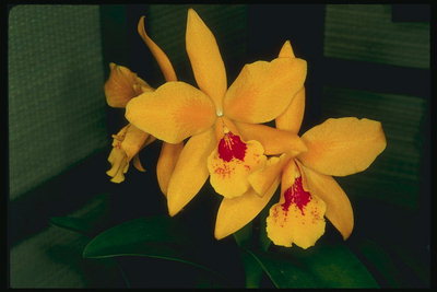 Laranxa brillante orquídeas nunha caixa.