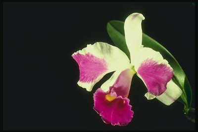 Orchidej.
