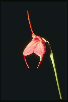 Orchidée avec trois pétales.