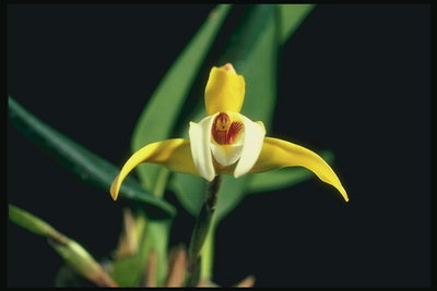 Orchid, kas ilgu plānas ziedlapiņām.