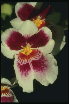 Rezano cvetje orhidej v beli in rdeči ton.