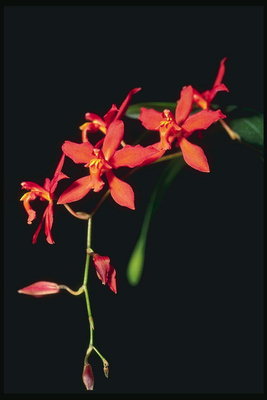 Grenen av røde orkideer.