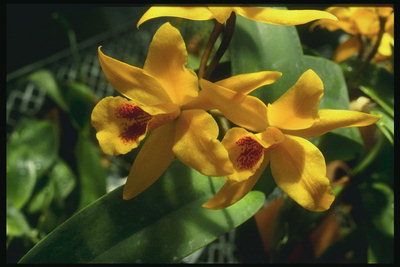 Oranje orchidee.