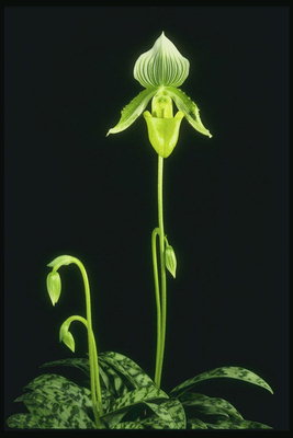 Thin, delikāts orhideju ziedi.