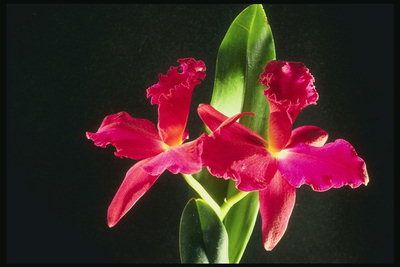 I kuq i ndezur orkide.