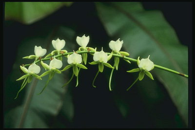 O ramo de orquídeas brancas pequenas.